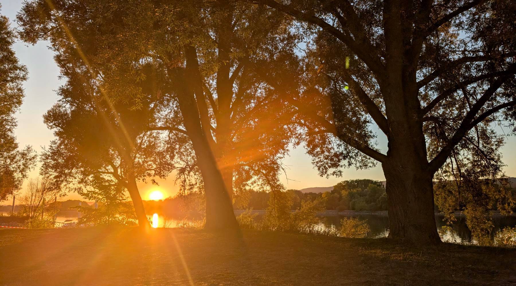 Sonnenuntergang zwischen Bäumen am Rhein